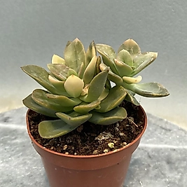 Echeveria Chrom