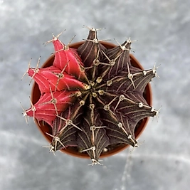 Gymnocalycium Variegata No:43