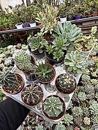 12 adet 8,5cm Saksıda Mix set