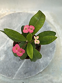 Euphorbia Milli – Dikenler Tacı