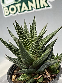 Haworthia Limifolia