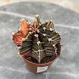 Gymnocalycium Variegata No:3