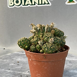 Rebutia 8,5cm saksıda