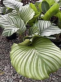 Calathea orbifolia
