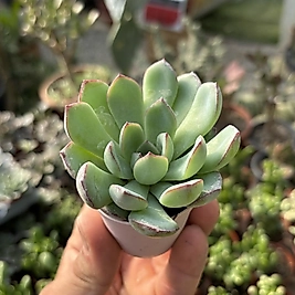 Echeveria