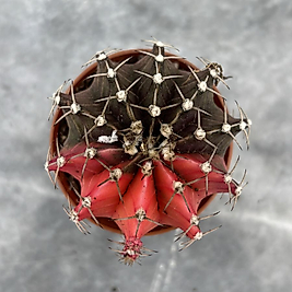 Gymnocalycium Variegata No:26