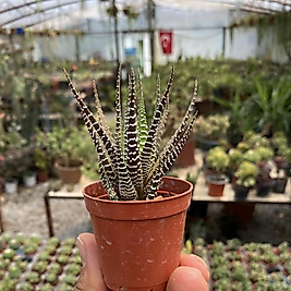 5,5cm saksıda Zebra Howartia