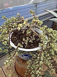 🌿 Portulacaria Afra Variegata – Alacalı Fil Çalısı