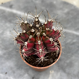 Gymnocalycium Variegata No:37