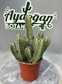 Euphorbia resinifera
