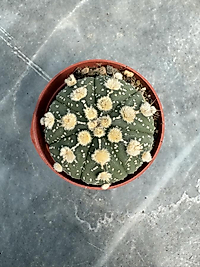 Astrophytum