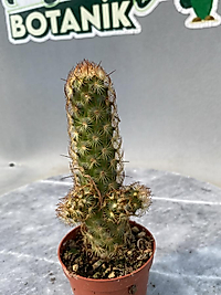 Mammilaria