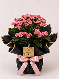 Kalanchoe