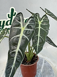 Alocasia Fil Kulağı