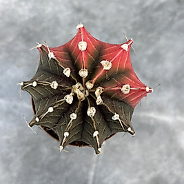 Gymnocalycium Variegata No:41