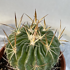 Stenocactus