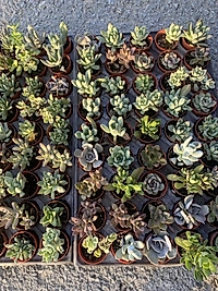 45 adet mix Sukulent