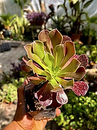 Aenium 8cm saksıda
