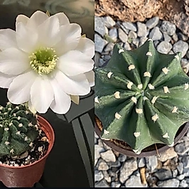 Echinopsis