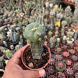 Lophohora Williamsi Peyote Kaktüsü