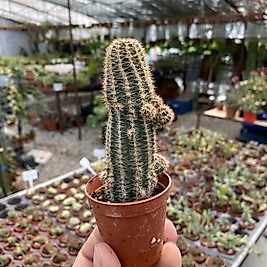 Echinocereus Reichenbachi