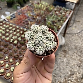 Mammillaria Gracilis