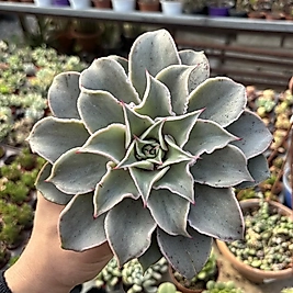 Echeveria Madiba