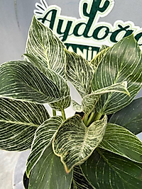 Philodendron Birkin