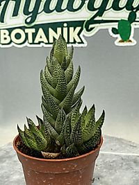 Haworthia reinwardtii