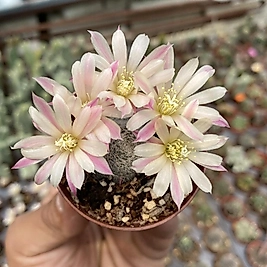 Rebutia