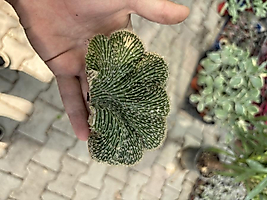 Köksüz echinopsis cristata