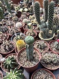 Lophophora williamsii