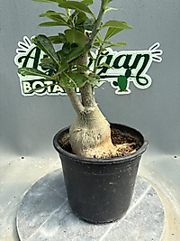 Adenium Çöl Gülü