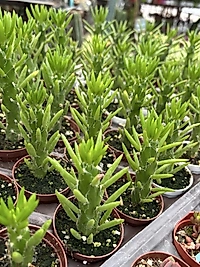 Opuntia subulata