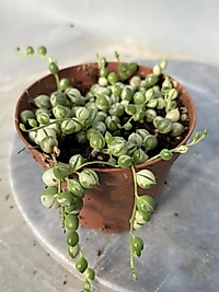 Variegata Tesbih Çiçeği