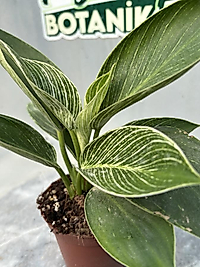 Philodendron Birkin (White Measure) 8.5cm Saksı