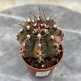 Gymnocalycium Variegata No:13
