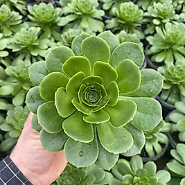 Aenium 10,5cm saksıda