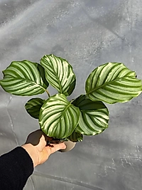 Calathea Orbifolia