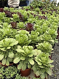 Aenium 10,5cm Saksı
