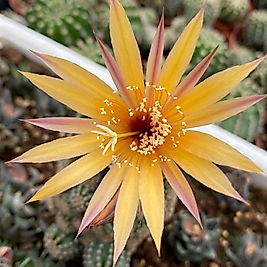 Echinopsis hybrid