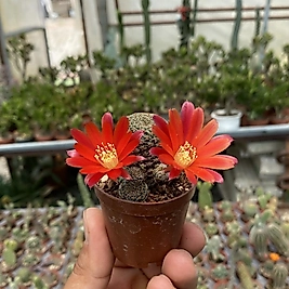 Rebutia