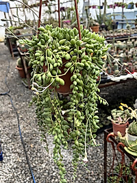 Tesbih çiçeği 13cm saksı