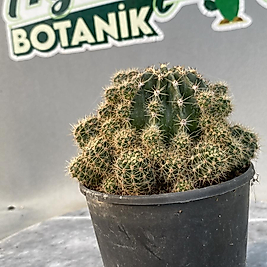 Echinopsis