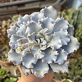 Echeveria Crispte Beauty