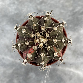 Gymnocalycium Variegata No:22