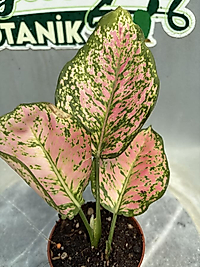 Aglaonema Pembe