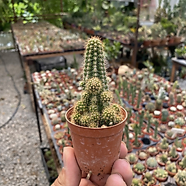 Chamealobivia