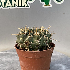 Natocactus