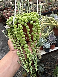 13cm Saksıda Yuvarlak Form Tesbih Çiçeği